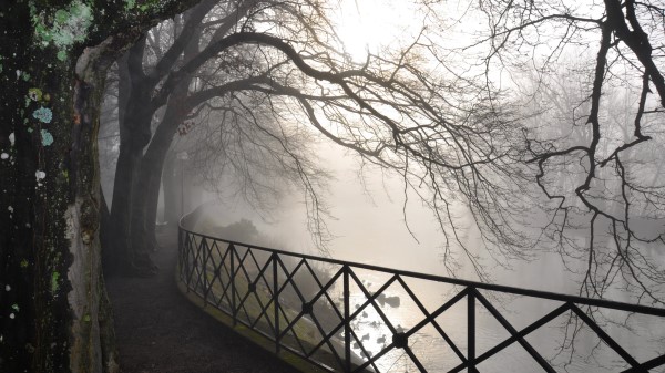 Trees Branches Protection Fog Autumn Gloomy Wallpaper