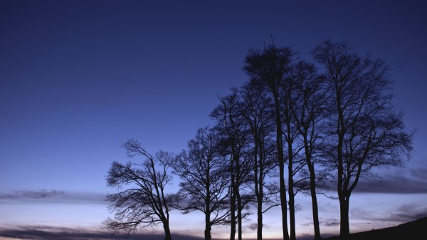 Trees Branches Silhouette Wallpaper