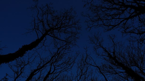 Trees Branches Sky Wallpaper