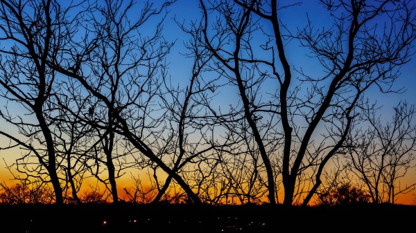Trees Branches Sunset Wallpaper