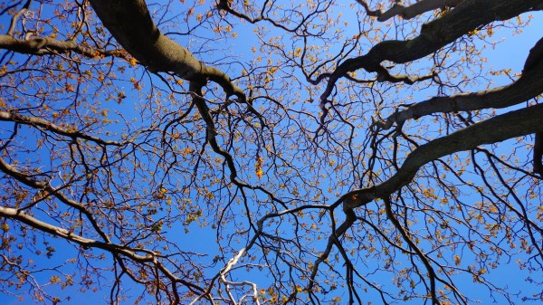 Trees Branches Tops Sky Wallpaper