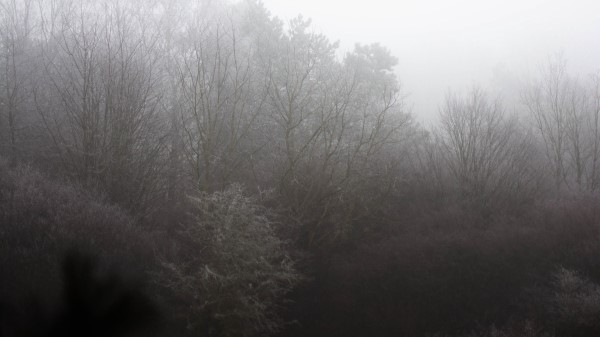 Trees Bushes Fog Wallpaper