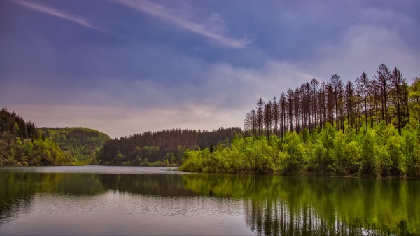 Trees Bushes Lake Wallpaper