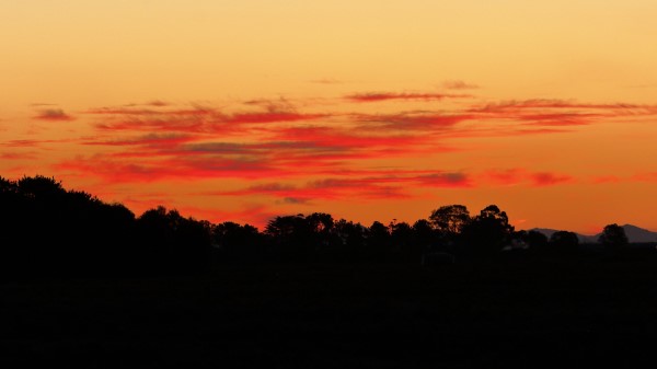Trees Bushes Silhouette Wallpaper