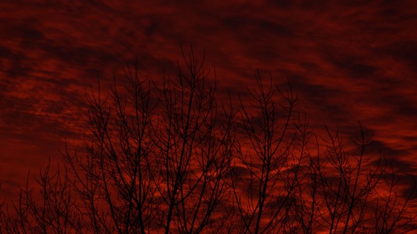 Trees Bushes Sky Wallpaper