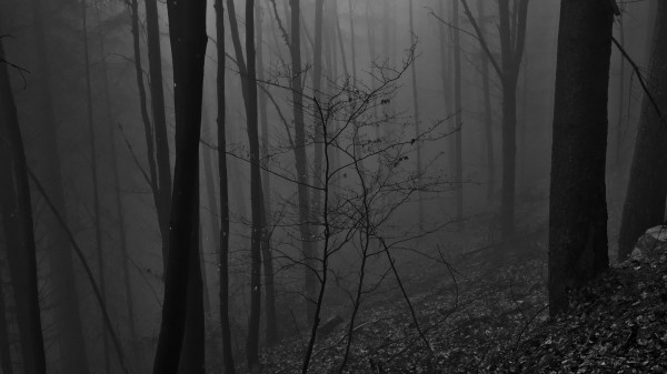 Trees Bw Forest Wallpaper