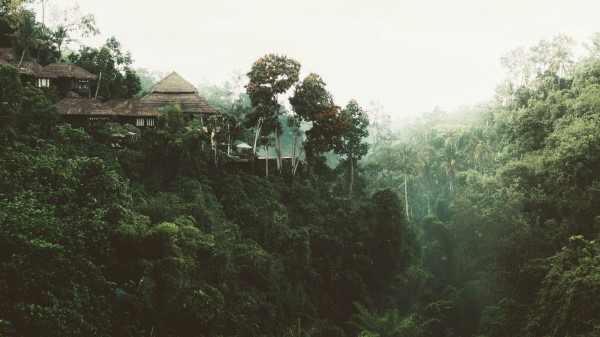 Trees Cliff Building Wallpaper
