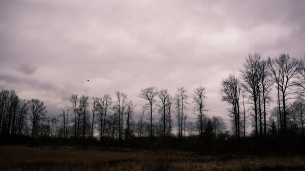 Trees Cloudy Field Grass Wallpaper