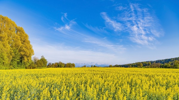 Trees Field Flowers Wallpaper