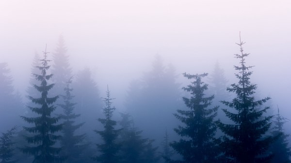 Trees Fog Branches Wallpaper