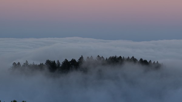 Trees Fog Clouds Wallpaper