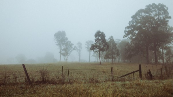 Trees Fog Field Image Wallpaper