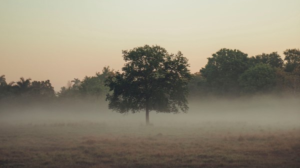 Trees Fog Field Wallpaper
