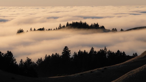Trees Fog Forest F Wallpaper