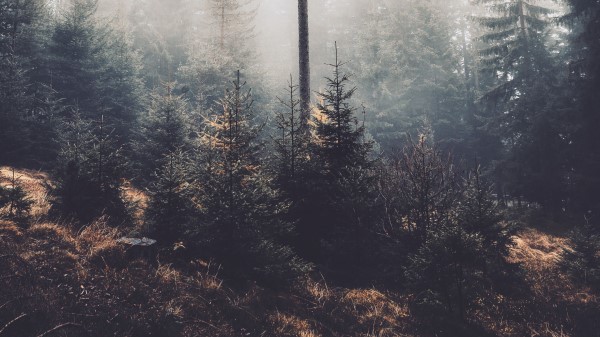 Trees Fog Forest Fh Wallpaper