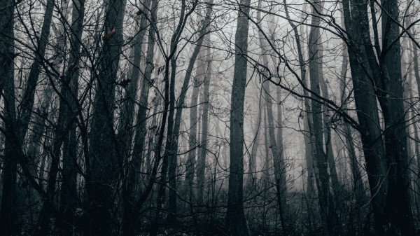 Trees Fog Forest G Wallpaper