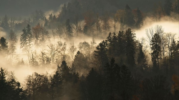 Trees Fog Forest Gh Wallpaper