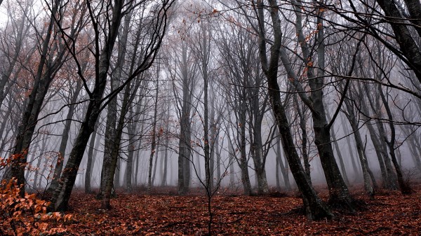 Trees Fog Forest H Wallpaper