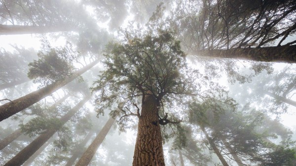 Trees Fog Forest Hh Wallpaper