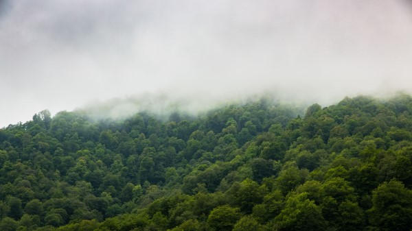 Trees Fog Forest Image Wallpaper