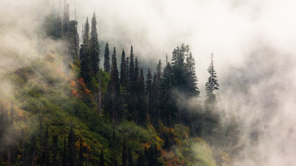 Trees Fog Forest Wallpaper