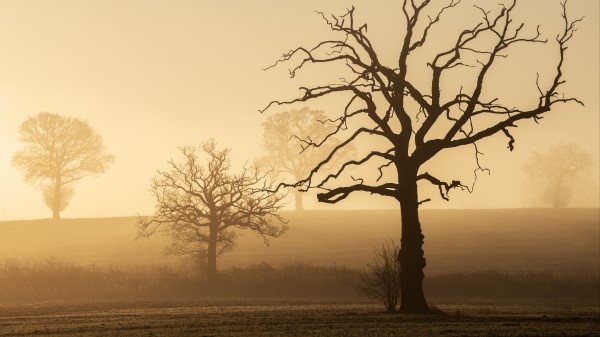 Trees Fog Hills Wallpaper