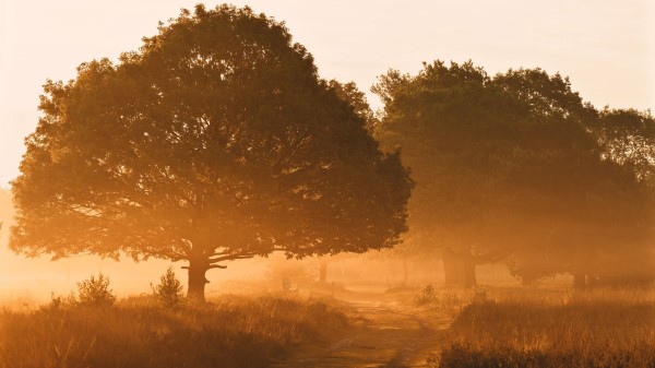 Trees Fog Road Wallpaper