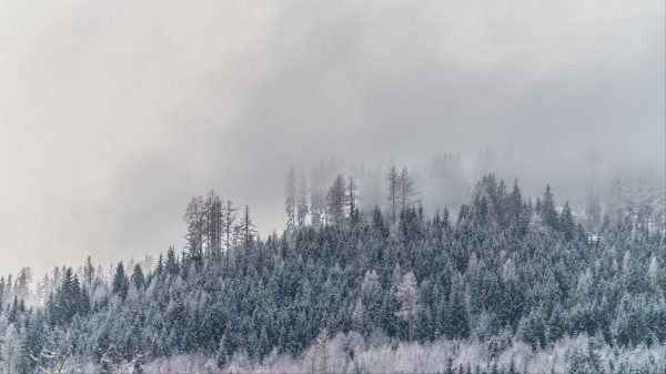 Trees Fog Snow Wallpaper