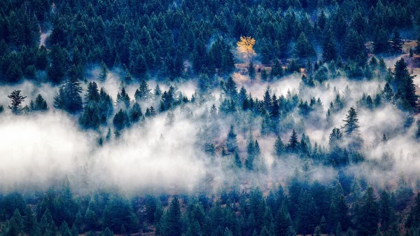 Trees Fog Top View Wallpaper