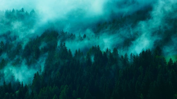 Trees Fog Tops Wallpaper