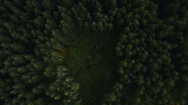 Trees Forest Aerial View Gg Wallpaper