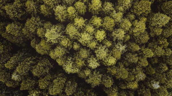 Trees Forest Aerial View H Wallpaper
