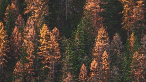 Trees Forest Aerial View Wallpaper