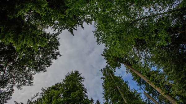 Trees Forest Bottom View Image Wallpaper