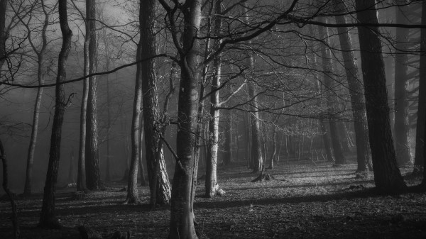 Trees Forest Bw H Wallpaper