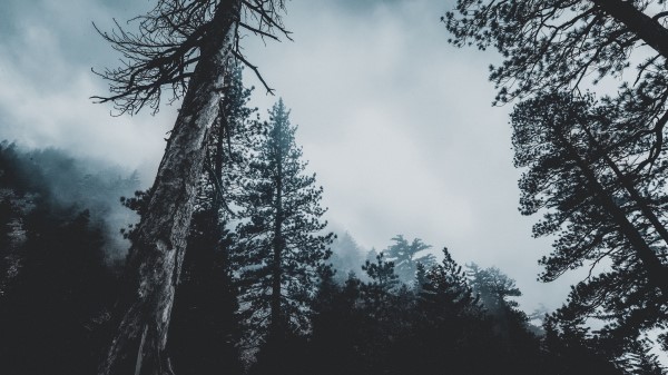 Trees Forest Fog Wallpaper