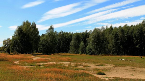 Trees Forest Grass Autumn Wallpaper