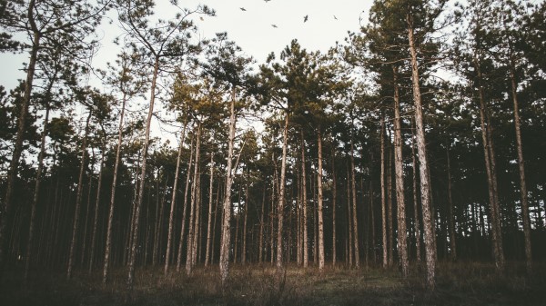 Trees Forest Grass Evening Wallpaper