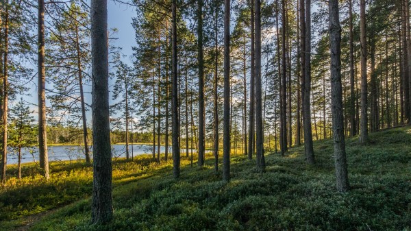 Trees Forest Grass Image Wallpaper
