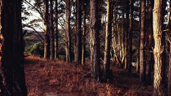 Trees Forest Grass Wallpaper