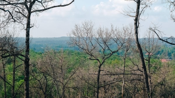 Trees Forest Horizon Wallpaper