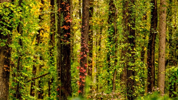 Trees Forest Ivy Wallpaper