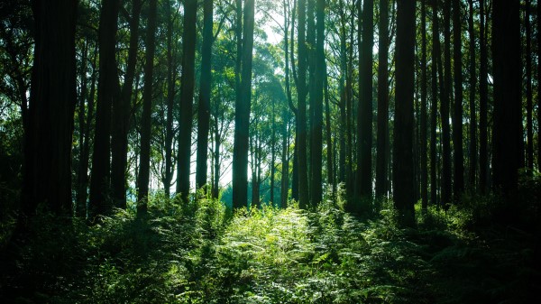 Trees Forest Light Wallpaper