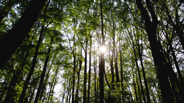 Trees Forest Rays Image Wallpaper