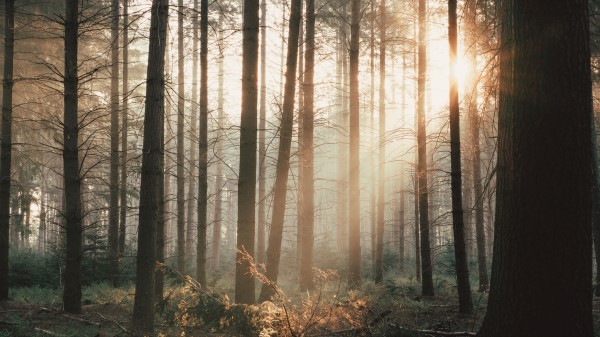 Trees Forest Rays Wallpaper