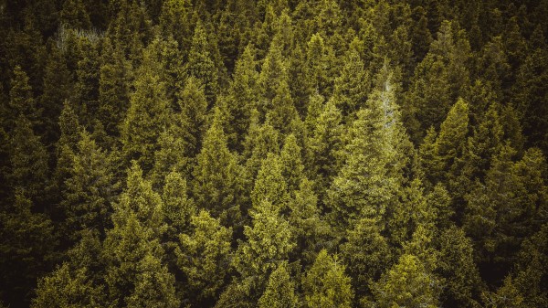 Trees Forest Spruce Wallpaper
