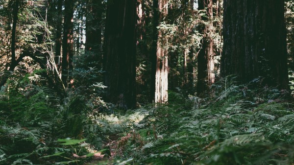 Trees Forest Summer Light Wallpaper