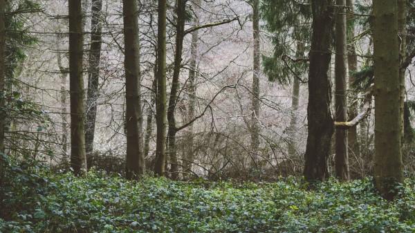 Trees Forest Summer Wallpaper