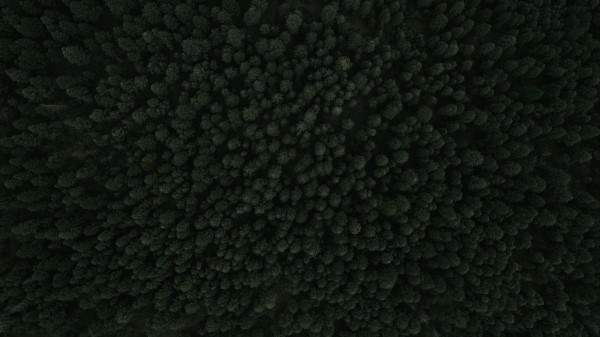 Trees Forest Top View Green Wallpaper