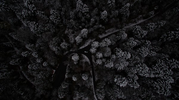 Trees Forest Top View Image Wallpaper